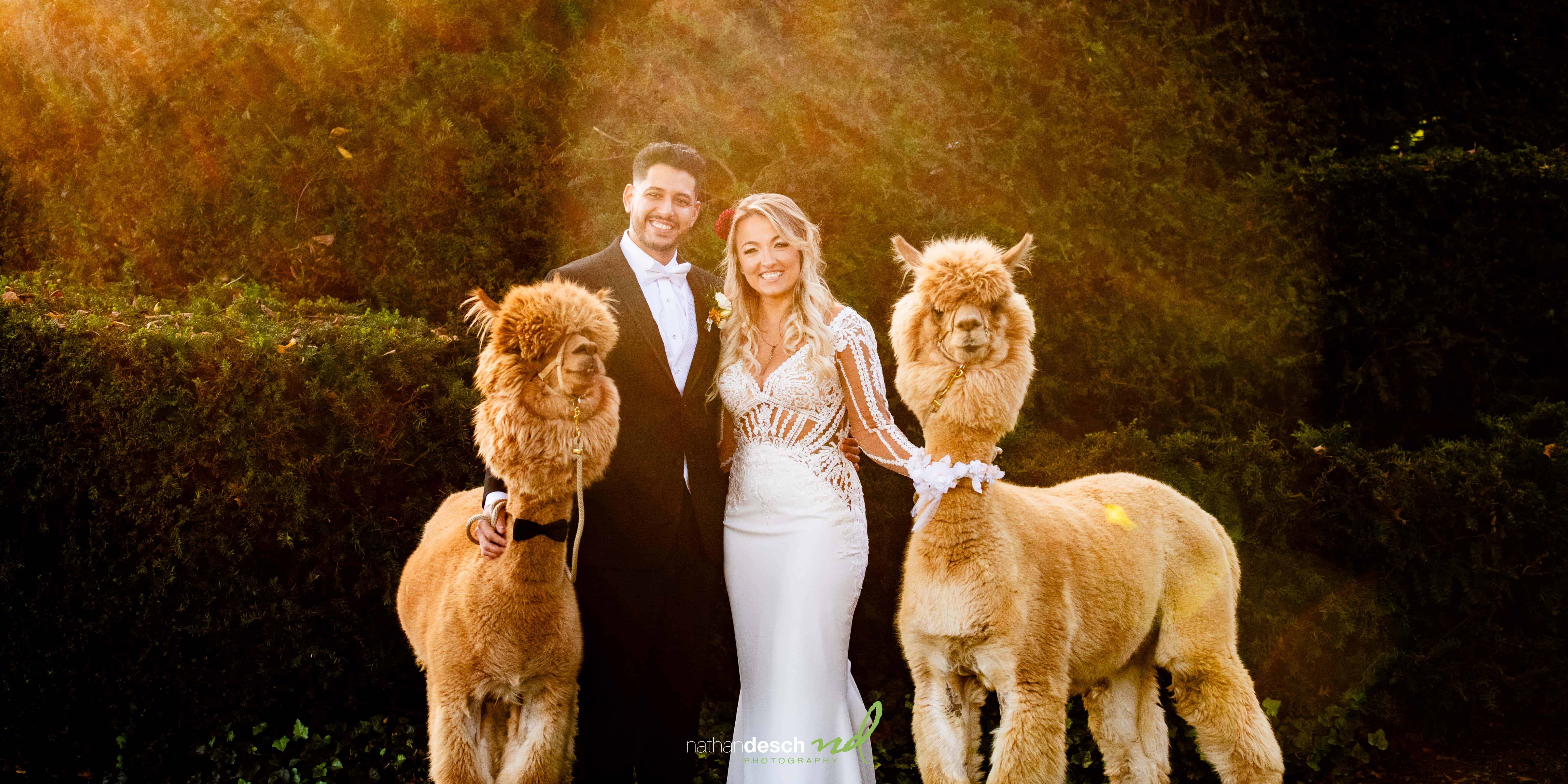 Bride and groom with alpacas