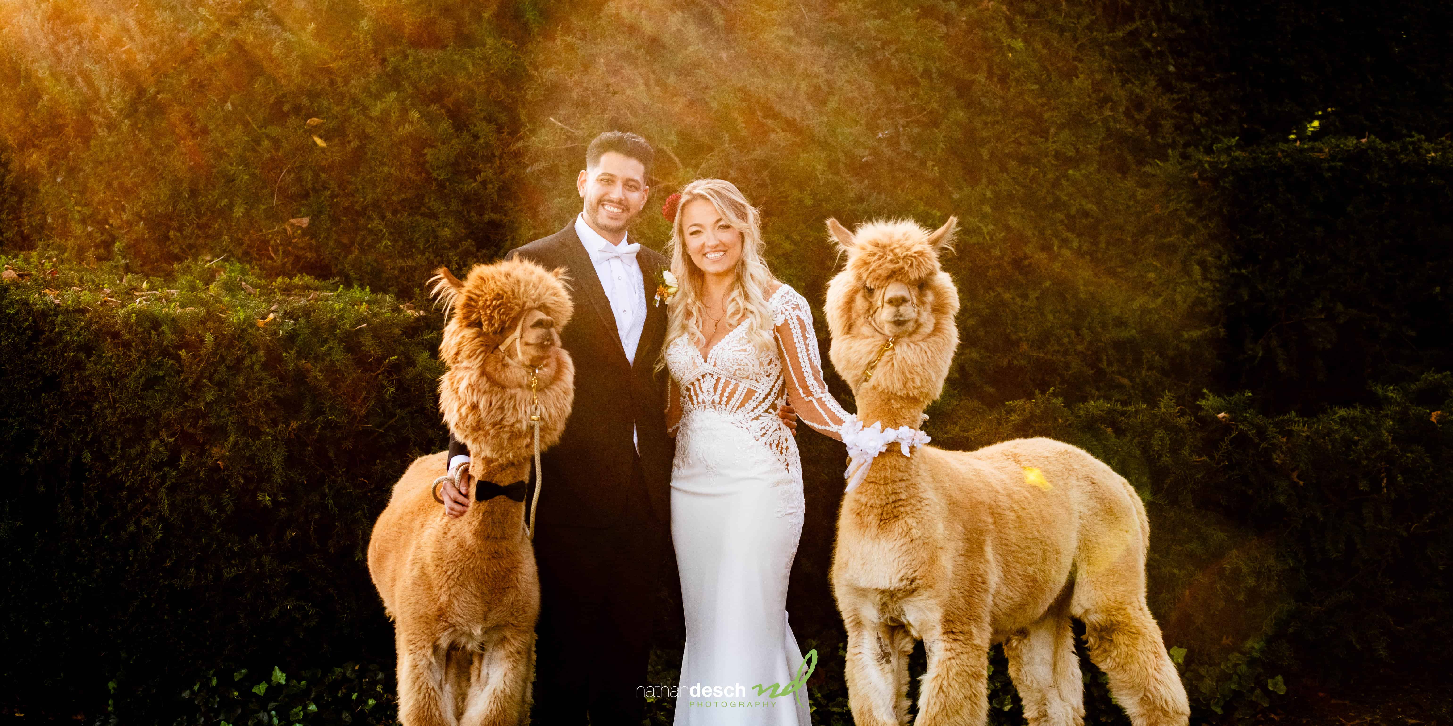 Bride and groom with llamas