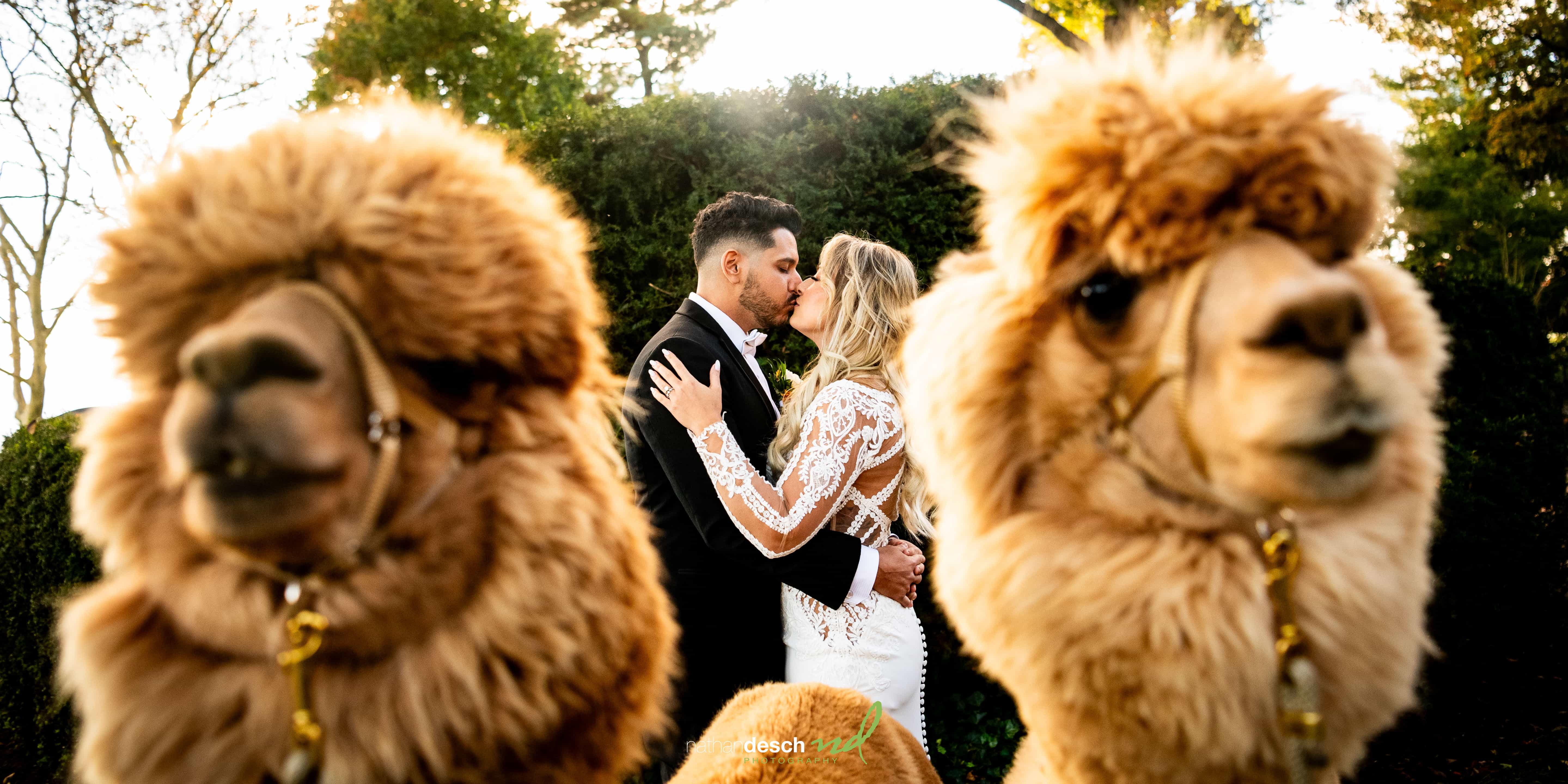Llamas at wedding